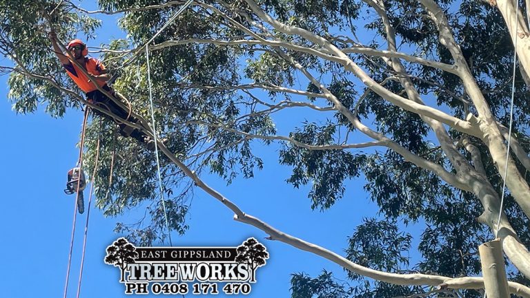 East Gippsland Tree Works hero 768x433